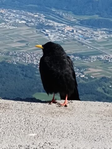 1244